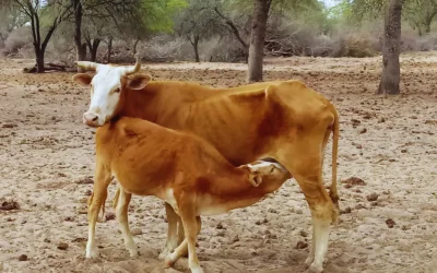 Pautas para el manejo de la ganadería en el Chaco Semiárido