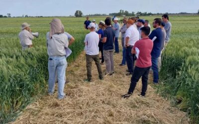 Ensayo de aplicación de cama de pollo pelletizada en el cultivo de trigo