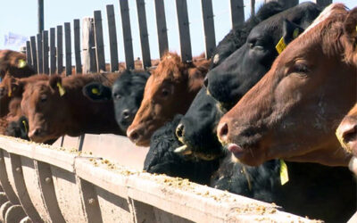 Fuerte retroceso del margen bruto de los feedlots