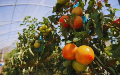 Instalan invernaderos para la producción de verduras bajo cubierta