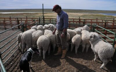 El Gobierno eliminó el fondo fiduciario ovino y prometió ayudar al sector ante la adversidad climática