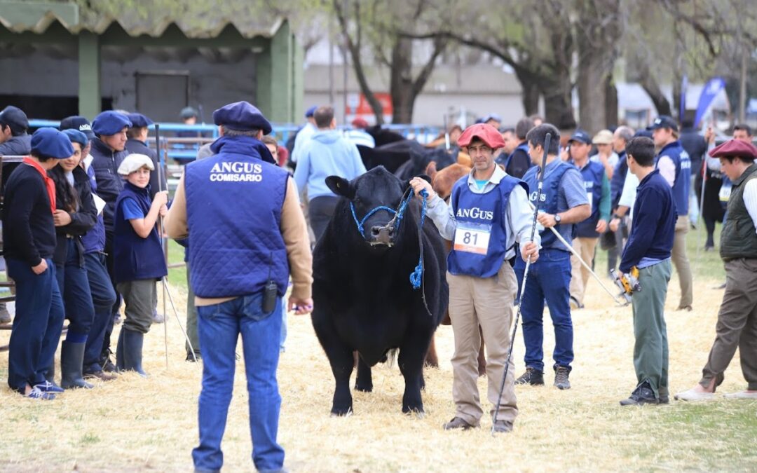 Llega la Semana Angus con el estreno de su nuevo Centro de Remates y Exposiciones