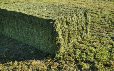 Con foco en la exportación, se viene la primera Jornada de la Cadena Integral de la Alfalfa