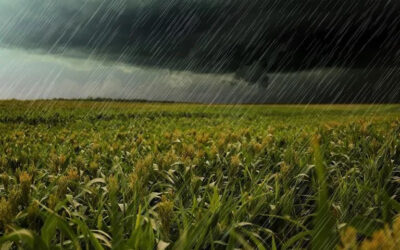 Precipitaciones de variada intensidad, muchas leves, en el área agrícola