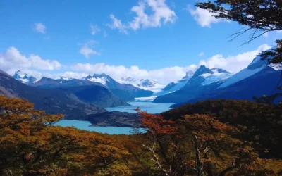 Publican un mapa con los tipos de árboles que integran los bosques de la Argentina