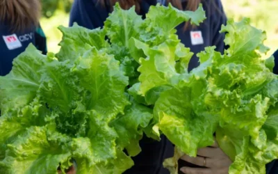 Presentan una lechuga que posee mayor cantidad de hojas