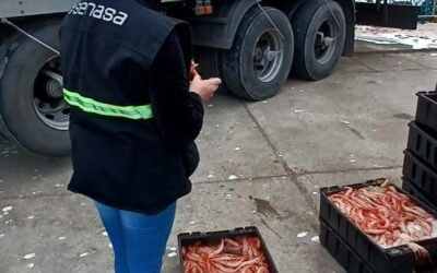 Chubut: Control a más de 1,5 ton de langostinos descargados en Puerto Camarones