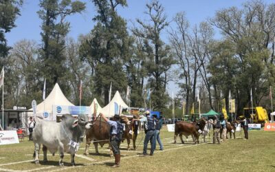 Los reproductores machos expuestos en ExpoBRA marcan las líneas de trabajo de la ganadería del Norte