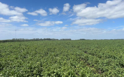 Realizarán un nuevo desarrollo tecnológico para el cultivo de Papa en Argentina