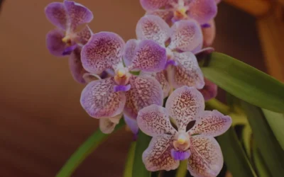 Biotecnología aplicada a la producción de orquídeas