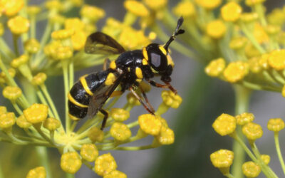 Identifican insectos que ayudan al control biológico de plagas