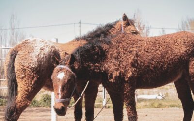 En Maquinchao se crían los últimos caballos con rulos de América del Sur