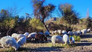 Jornadas de raza ovina criolla en Catamarca