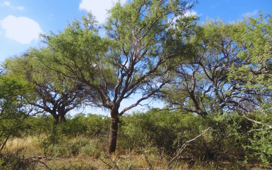 Prácticas de control que conservan los beneficios de las especies leñosas