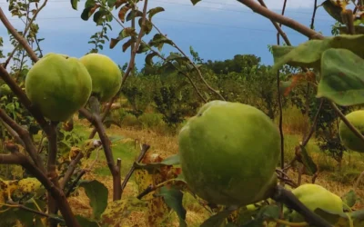 El INTA impulsa la producción de membrillo como cultivo alternativo