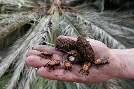 Acciones fitosanitarias para prevenir el ingreso del picudo rojo a la Argentina