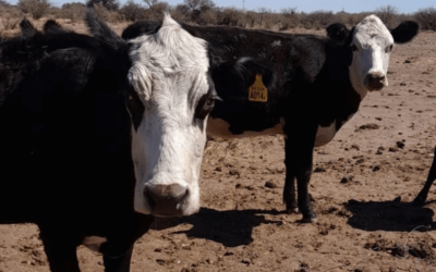 Por el clima y la presión china, el precio de la vaca repuntó y mejora la reposición de vientres