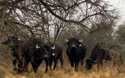 “La Angelina”, un proyecto de amigos que congenian la revalorización de los montes nativos con la cría de búfalos