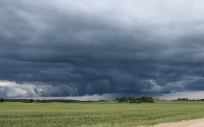 Dólares a futuro: las últimas lluvias modificaron favorablemente el panorama agrícola