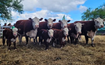 Pruebas pastoriles: el camino hacia una carne de mayor calidad