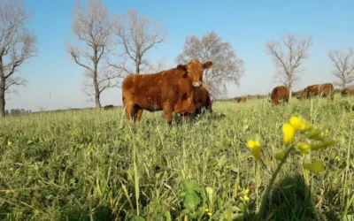 Promueven la agricultura regenerativa circular como otra forma de ver los sistemas agropecuarios