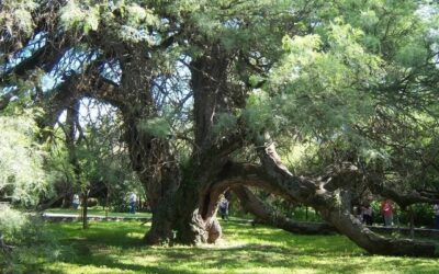 La Biblia del Algarrobo: Más de 50 investigadores de distintas instituciones participaron en el armado de un libro que compila 25 años de estudios sobre esa especie