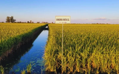 El arroz argentino es reconocido en el mundo por su calidad industrial y culinaria