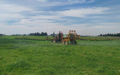 Estudian biopreparados para mejorar la fertilización de pasturas