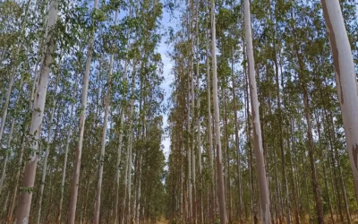 En el NOA, evalúan clones de eucalipto para la producción de madera