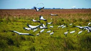 Los pastizales y las sabanas son cruciales para alcanzar los objetivos de biodiversidad, pero están gravemente subvalorados y subfinanciados