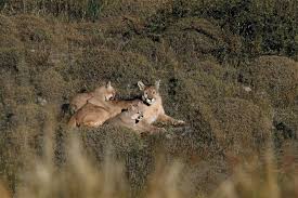 “Nos están dejando sin ovejas”: el relato de un productor de la Patagonia que sufre por los pumas