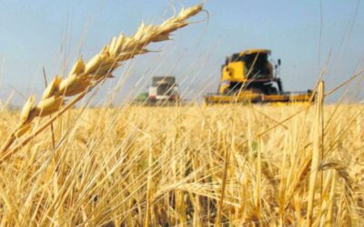 Producción y demanda regional del trigo en Argentina