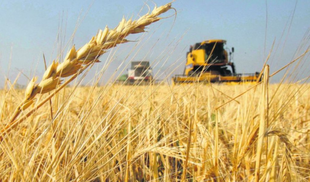 Producción y demanda regional del trigo en Argentina