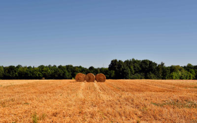 Nuevos actores en el agro: la inversión urbana migra al campo