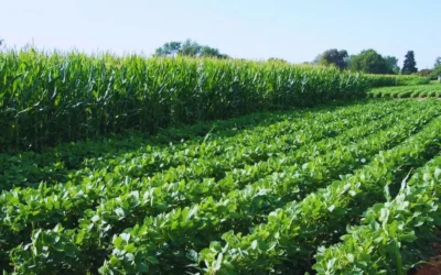 Ensayos de larga duración, fundamentales para la agricultura del futuro