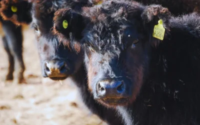 La biotecnología al servicio de la salud animal y contra la rabia