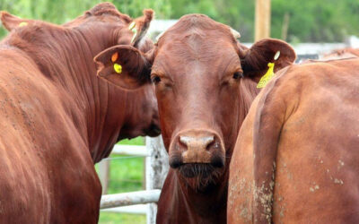 El precio de la carne: por qué no despega el valor de la hacienda