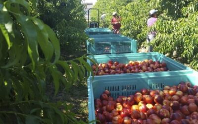 Publicaron el calendario tentativo de cosecha 2024/25 de peras y manzanas