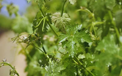 Estrategias para el manejo de enfermedades en el cultivo de vid