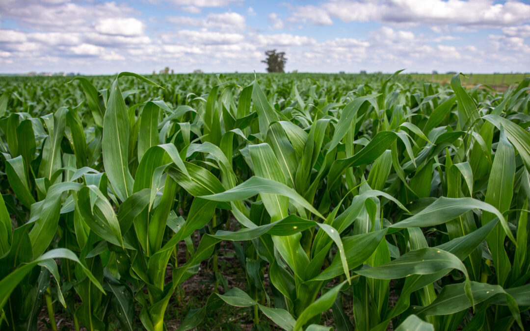 Las lluvias trajeron alivio al campo que ve crecer en inmejorables condiciones los cultivos