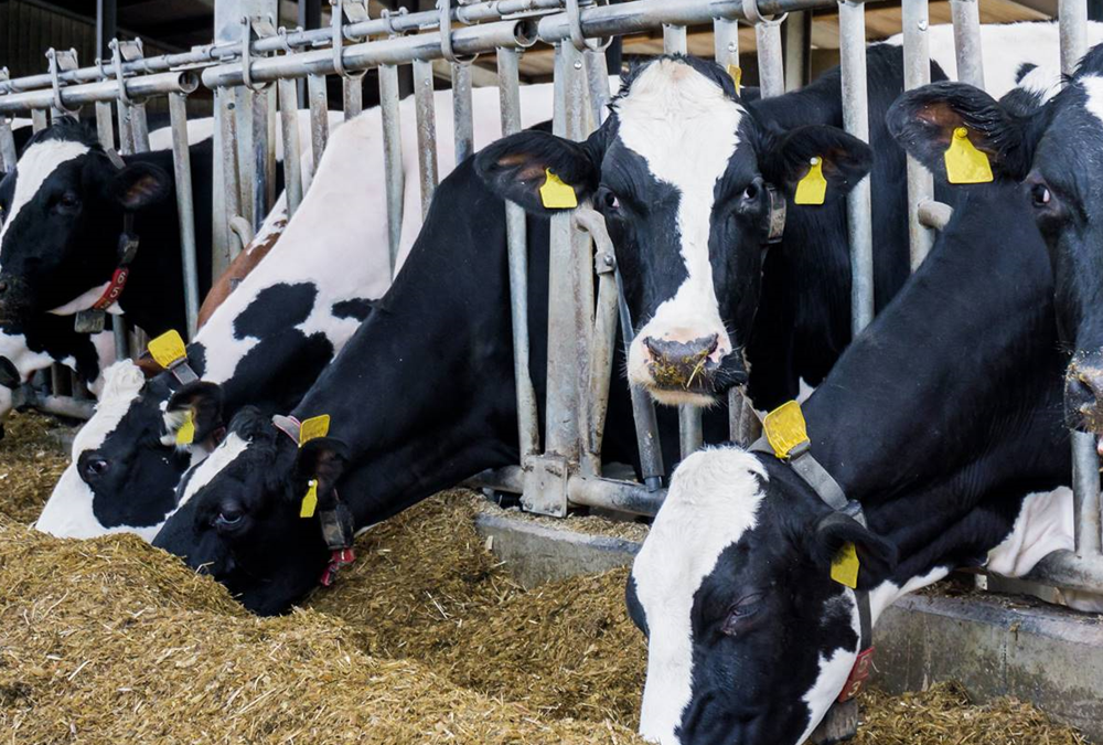 Microorganismos benéficos incrementan la productividad de tambos y feedlots